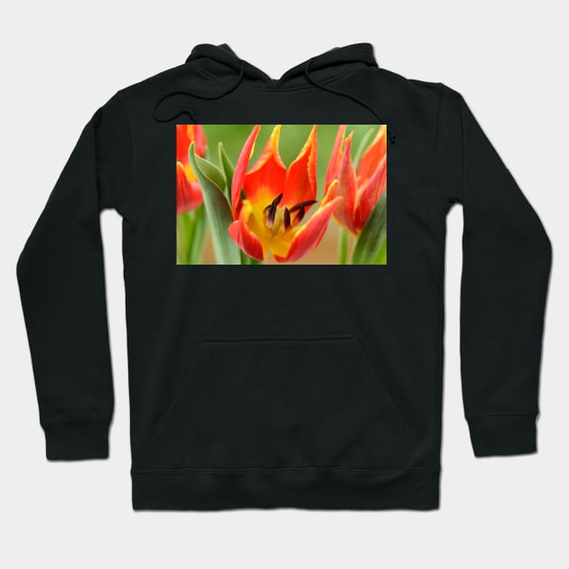Tulipa schrenkii  Miscellaneous tulip Hoodie by chrisburrows
